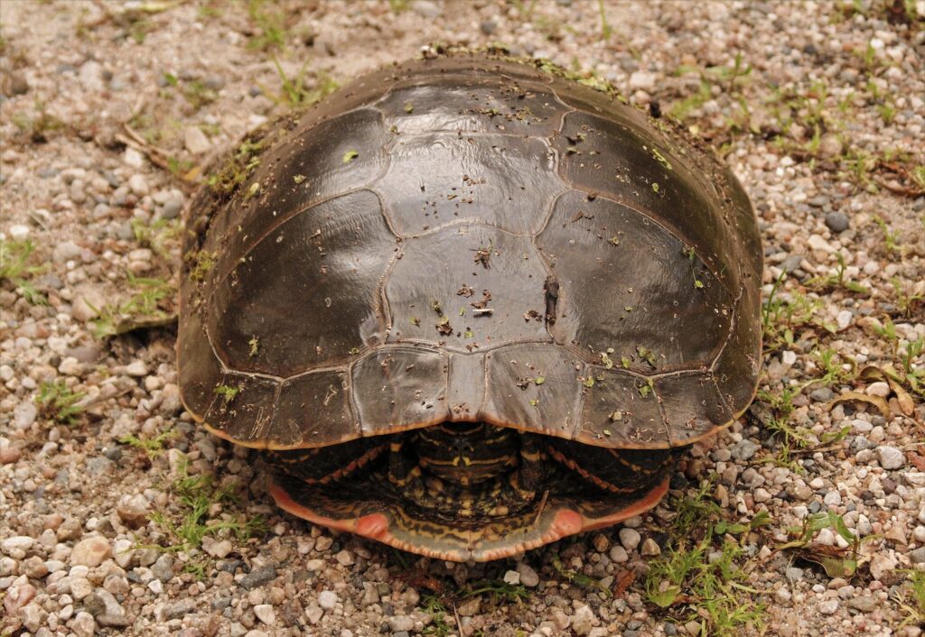 Turtle Hiding in Shell